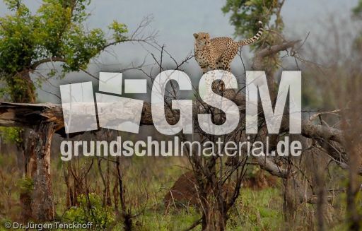 Gepard (34 von 41).jpg